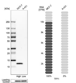 TFF1/pS2 Antibody, Novus Biologicals 0.1mL; Unlabeled:Antibodies, Polyclonal